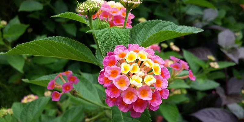 Cây phong lữ (Lantana)