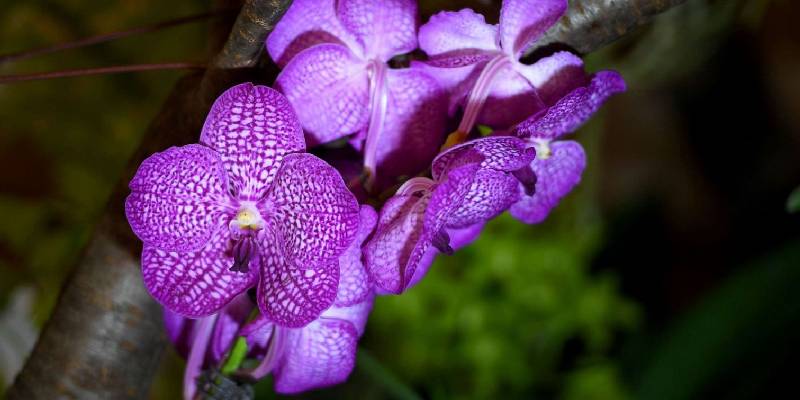 Colombia - Hoa lan (Orchid)