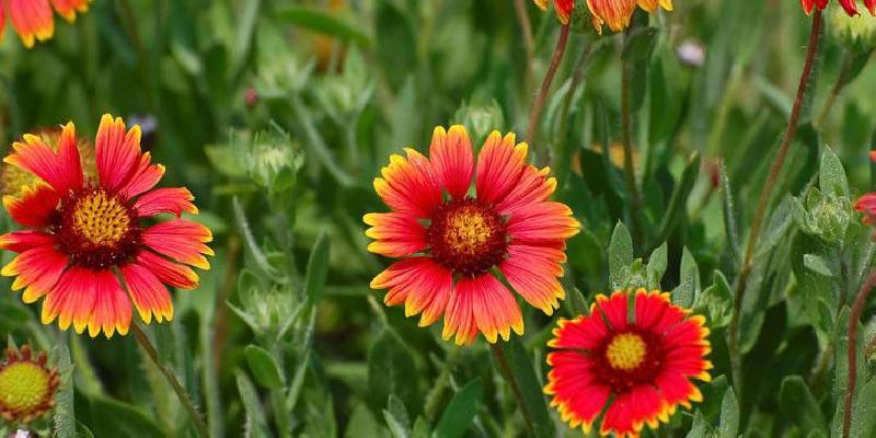 Cúc đại đóa (Blanket Flower)