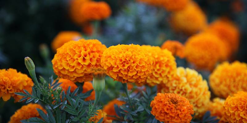 Cúc vạn thọ (Marigold)