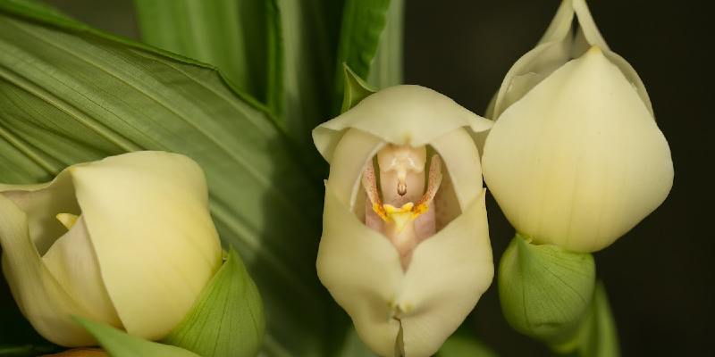 Đặc điểm hoa Anguloa Uniflora