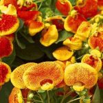 Hoa Calceolaria