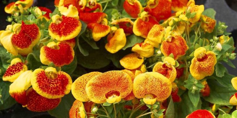 Hoa Calceolaria