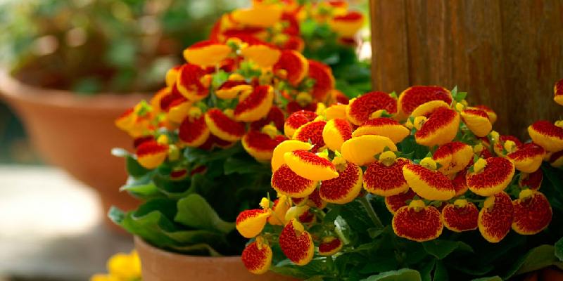 Đặc điểm của hoa Calceolaria