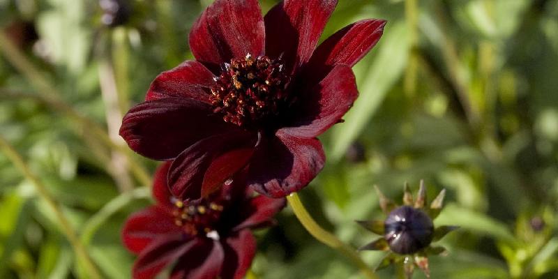 Giới thiệu vài nét về hoa Cosmos Atrosanguineus