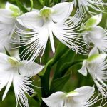 Hoa Habenaria Grandifloriformis