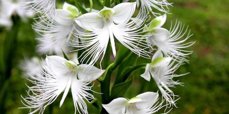 Hoa Habenaria Grandifloriformis