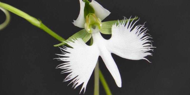 Đặc điểm hoa Habenaria Grandifloriformis