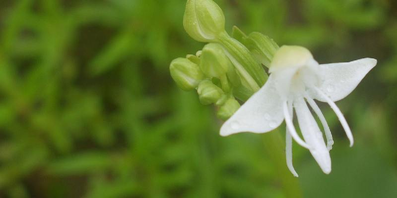 Giới thiệu về hoa Habenaria Grandifloriformis