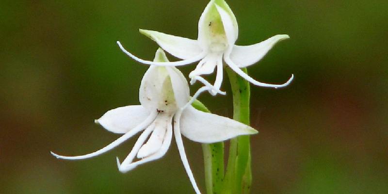 Ý nghĩa của loài hoa Habenaria Grandifloriformis