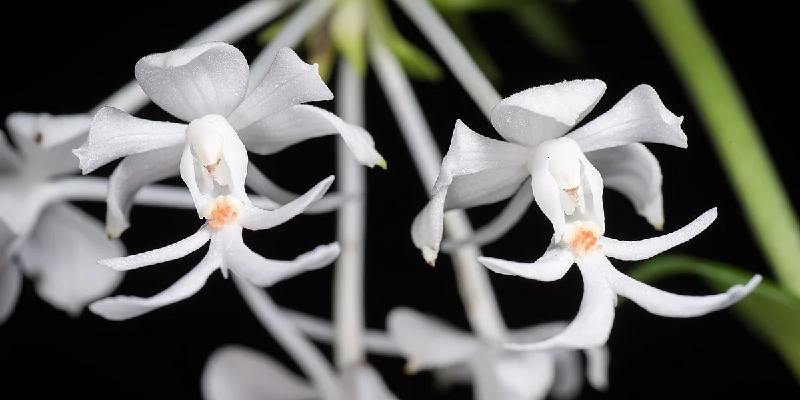 Hoa Impatiens Bequaertii