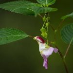 Hoa Impatiens Psittacina