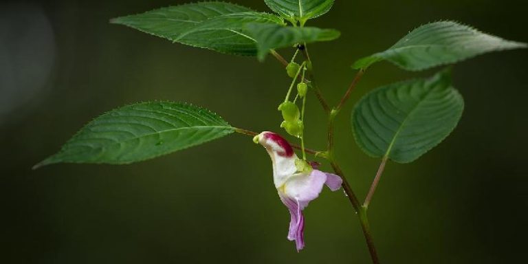 Hoa Impatiens Psittacina