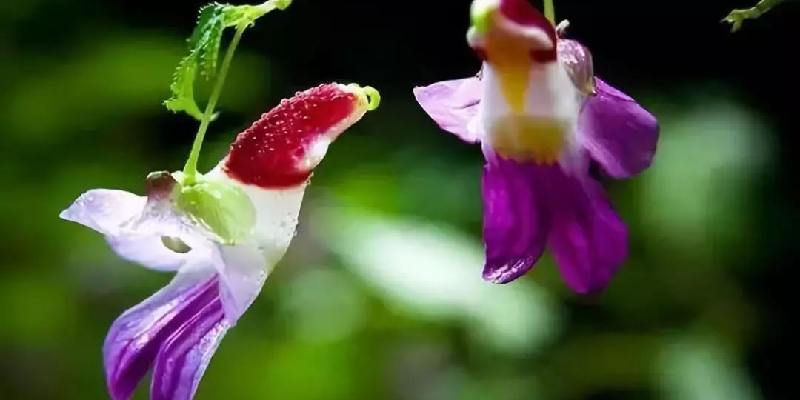 Đặc điểm hoa Impatiens Psittacina