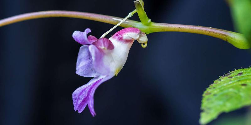 Giới thiệu về hoa Impatiens Psittacina