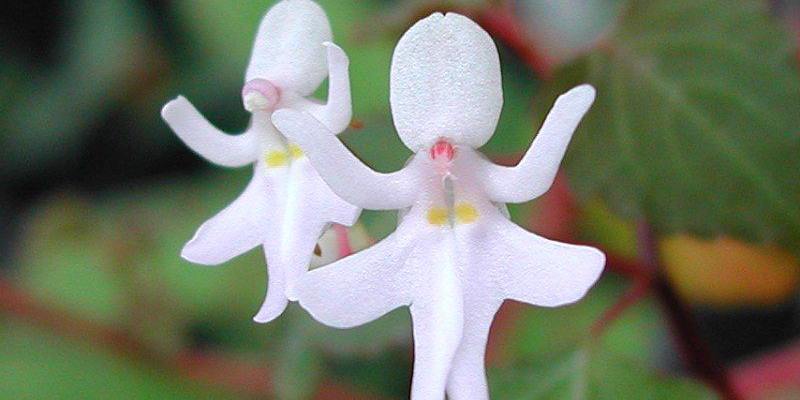 Đặc điểm hoa Orchidea Itamica