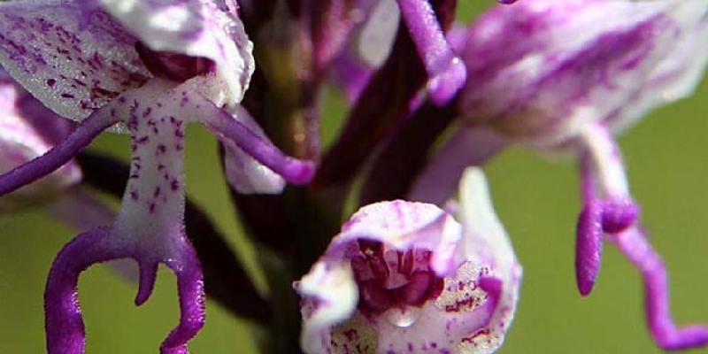 Giới thiệu hoa Orchidea Itamica