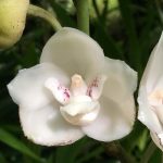 Hoa Peristeria Elata