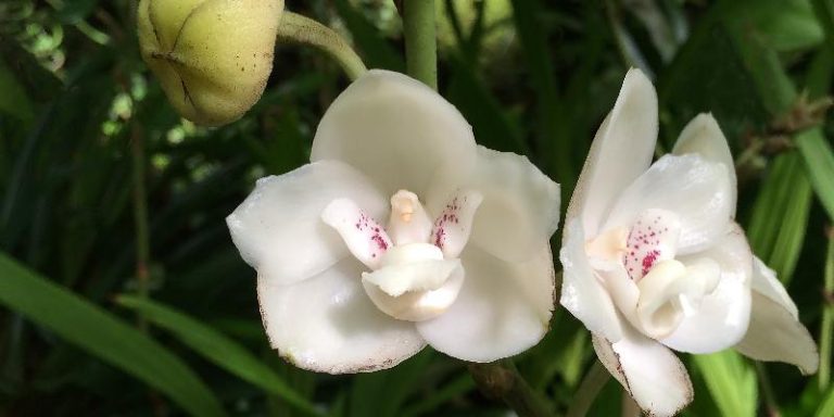 Hoa Peristeria Elata