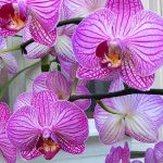 Hoa Phalaenopsis