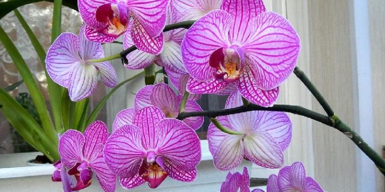 Hoa Phalaenopsis