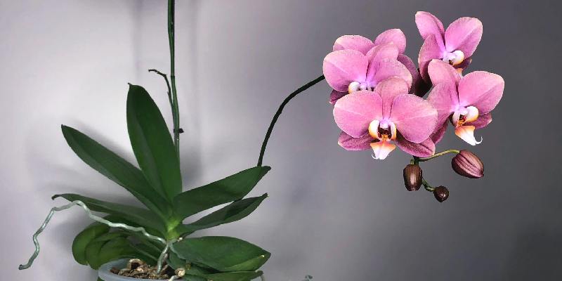 Đặc điểm hoa Phalaenopsis