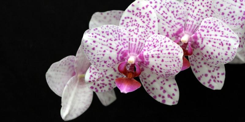 Giới thiệu đôi nét về hoa Phalaenopsis