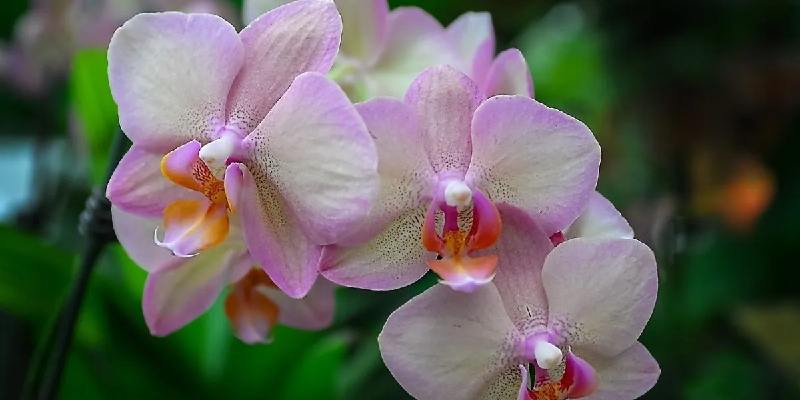 Một số các loai hoa Phalaenopsis