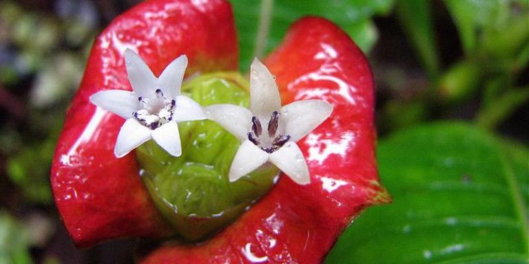 Hoa Psychotria elata