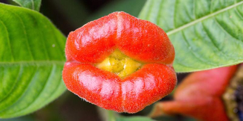 Đặc điểm hoa Psychotria elata