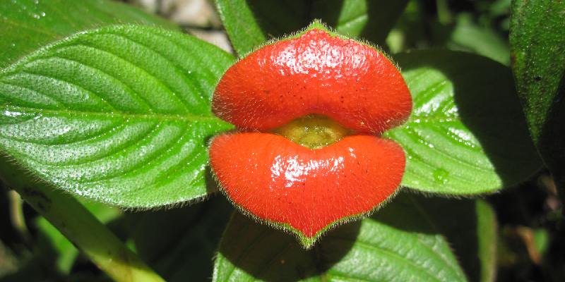 Lợi ích của hoa Psychotria elata