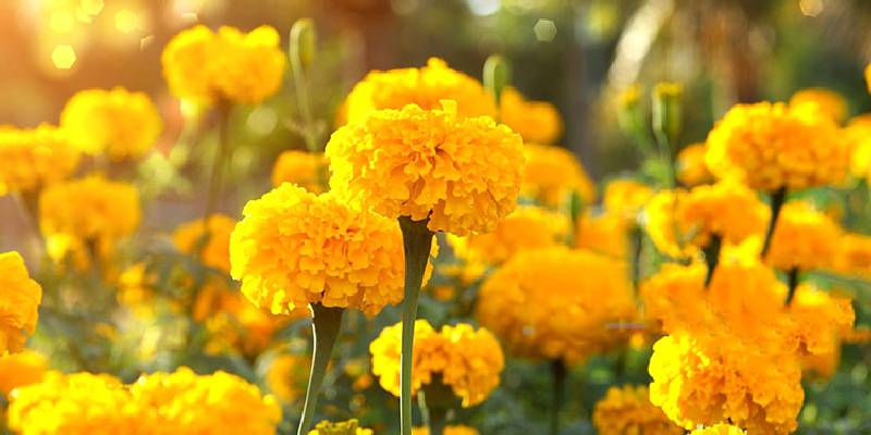 Hoa cúc vạn thọ (Marigold) - Thần mặt trời