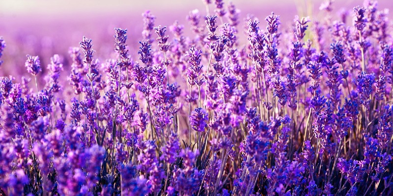 Giống Hoa oải hương spike Lavender