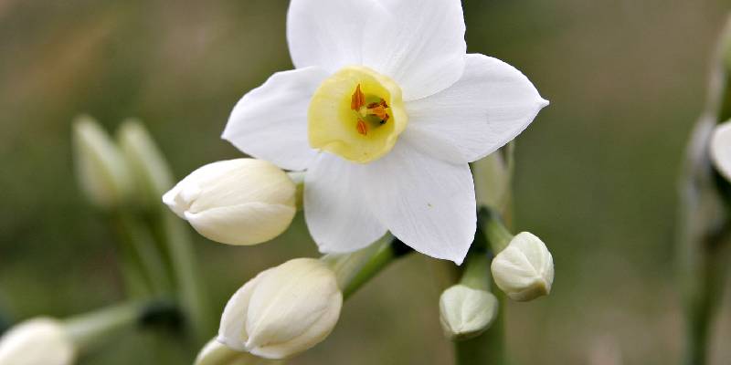 Hoa oải hương (Lavender) - Nữ thần Hestia