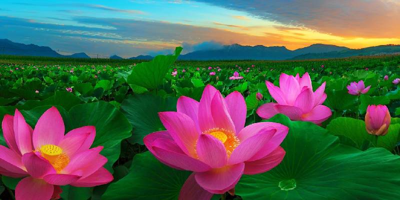 Hoa Sen (Lotus) - Thần Brahma và thần Vishnu