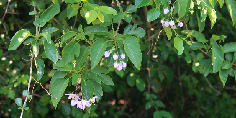 Hoa tiêu nương trong phong thủy