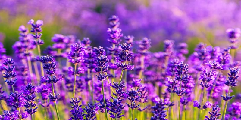 Lavender chính là top hoa chiết xuất làm nước hoa ấn tượng