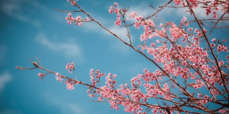 Nhật Bản - Hoa anh đào (Sakura)