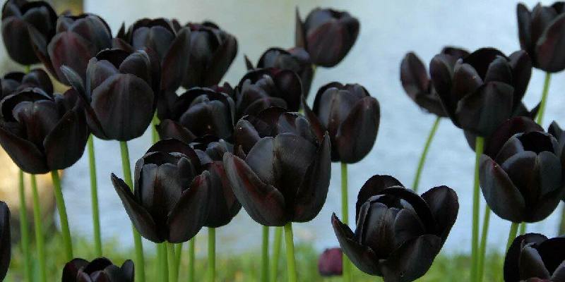 Top hoa được ví là kim cương đen - Hoa tulip đen