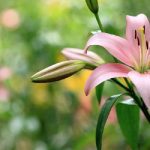 Hoa nhập khẩu không thể thiếu hoa lily