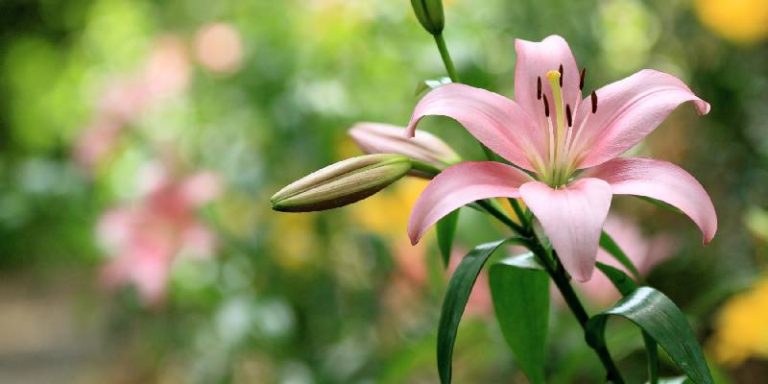 Hoa nhập khẩu không thể thiếu hoa lily