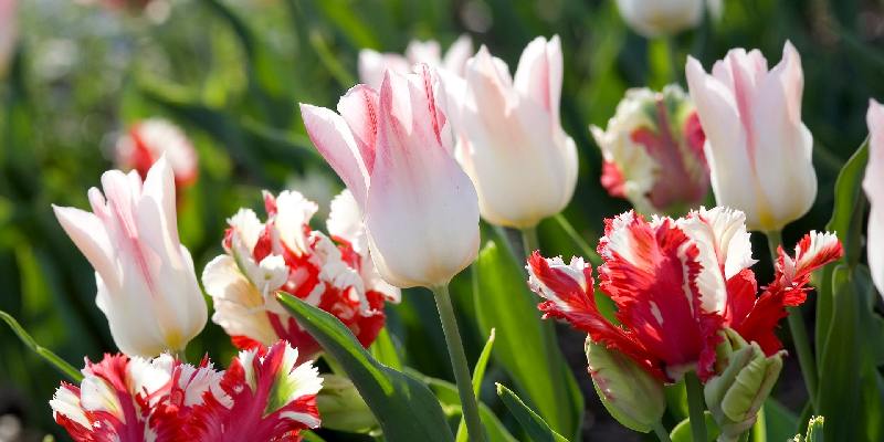 Top hoa trồng ngắn ngày - Hoa tulip