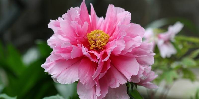 Trung Quốc - Hoa mẫu đơn (Paeonia)