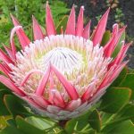 Hoa king protea