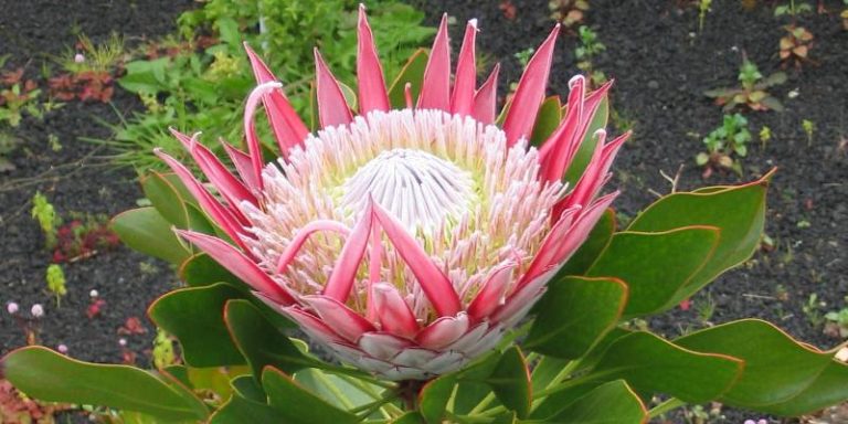 Hoa king protea