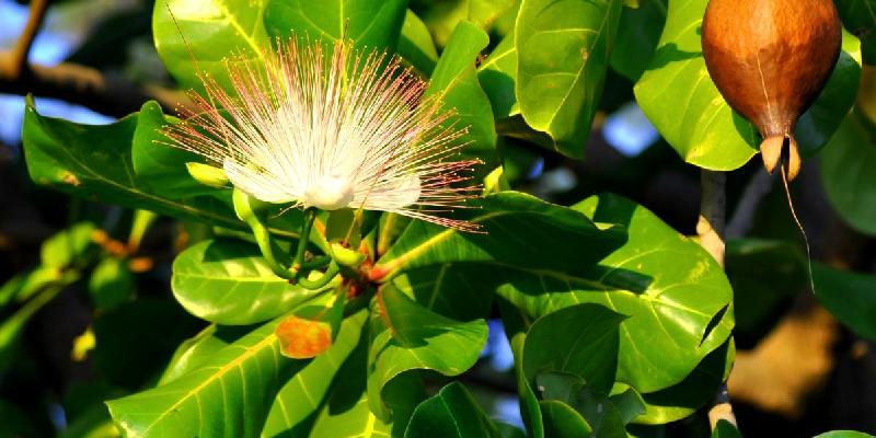 Hoa lộc vừng biển