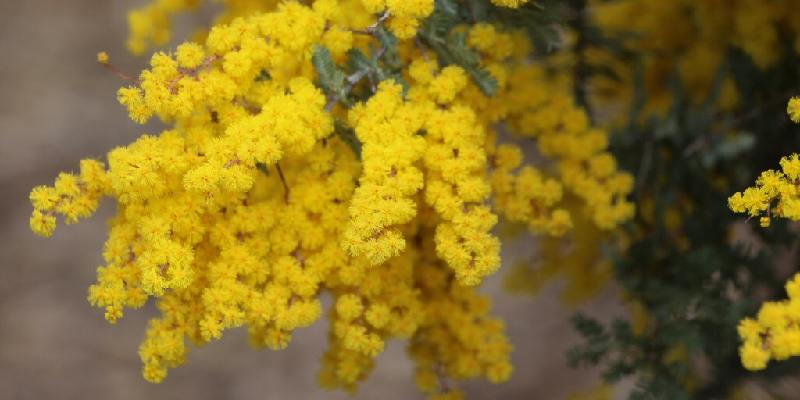 Quốc hoa nước Úc - Golden Wattle