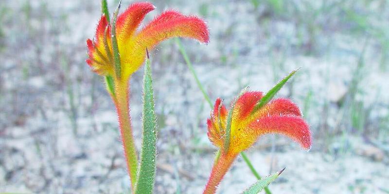 Quốc hoa nước Úc - Mangles Kangaroo Paw