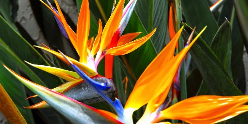 Top hoa đẹp tại Châu Phi - Hoa Strelitzia