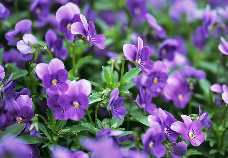 Top hoa mọc ở Bắc Cực- Hoa violet